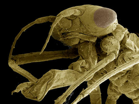 Head and mask of Damselfly Naiad SEM