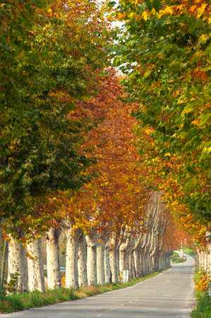 Rural road lined with poplar trees in autumn, Provence, Franceの写真素材