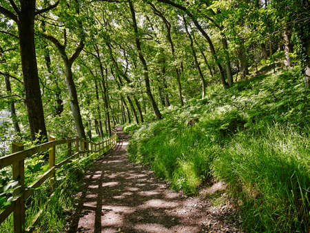Sunlit forest path, Wimbleball Lake, Exmoor National Park, England, UKの写真素材