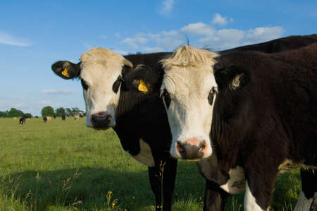 Portrait of two cows in fieldの写真素材