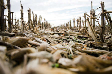 Surface level view of dried stalks in harvested fieldの写真素材