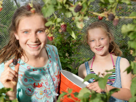 Two sisters picking blackberriesの写真素材