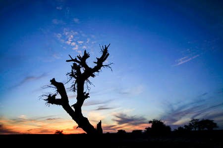 Dry parched tree in a desert landscape at sunsetの写真素材