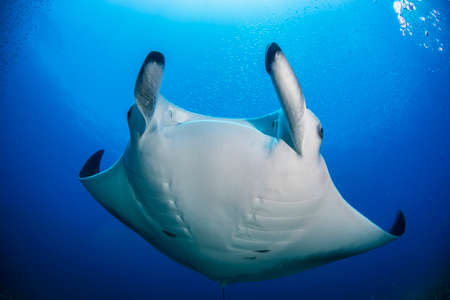 Reef manta ray (Manta alfredi) swimming around an underwater pinnacle north of the Yucatan Peninsula, Cabo Catoche, Quintana Roo, Mexicoの写真素材