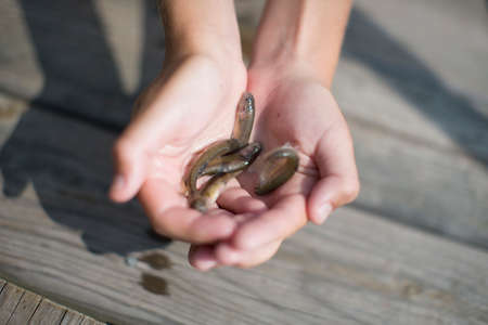 Hands of teenage boy holding bait fish on pier, Lake Superior, Gwinn, Michigan, USAの写真素材