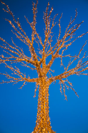 Tree decorated with fairy lights