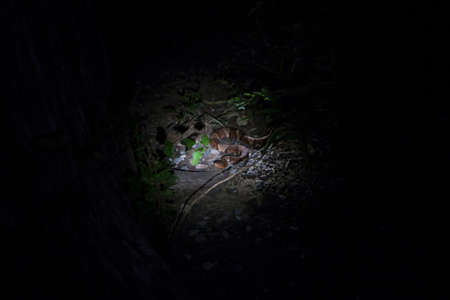 Copperhead snake at night, Wichita Mountains National Wildlife Refuge, Indiahoma, Oklahoma, USAの写真素材