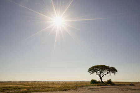 Silhouetted tree on plains, Etosha National Park, Namibiaの写真素材