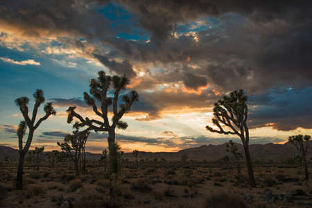 Dusk at Joshua Tree National Park, California, USの写真素材