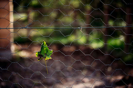 Leaf caught in wire fence on farmの写真素材