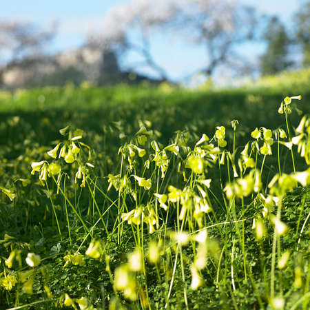 Wildflowersの写真素材