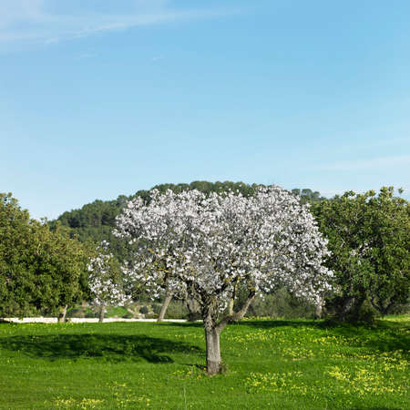Almond tree, Mallorca, Spainの写真素材