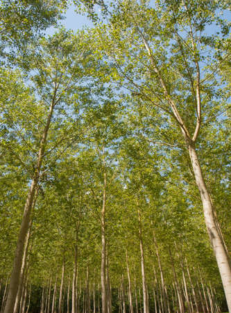 Low angle view of trees in forestの写真素材