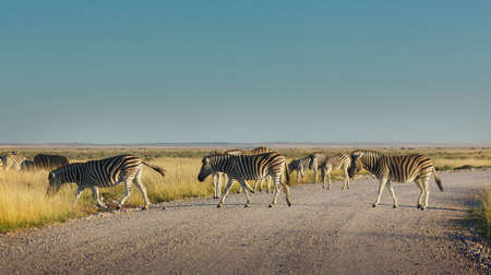 Herd of zebras crossing road, Etosha National Park, Namibiaの写真素材