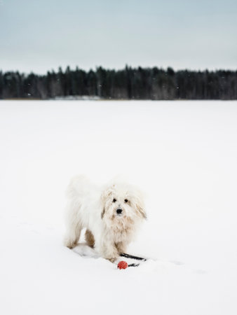 Portrait of coton de tulear dog in snowy landscape