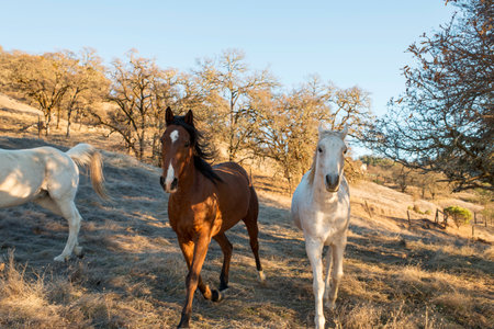 Three horses trotting in fieldの写真素材