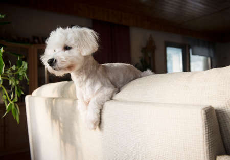 Coton de tulear dog lying on back of sofa