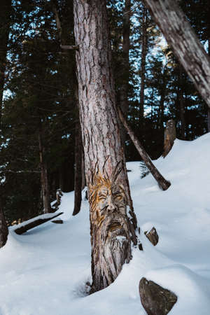 Close up of tree trunks in snow covered forestの写真素材