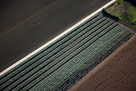 Aerial view of orderly field cropsの写真素材
