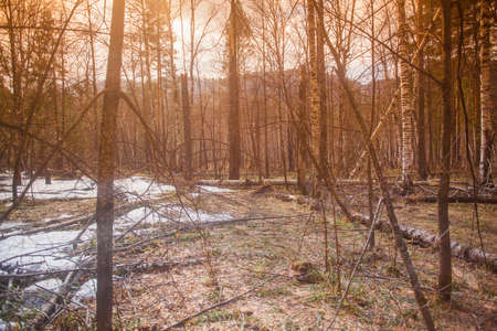 Forest with snow and bare trees, Sarsy Village, Sverdlovsk Oblast, Russiaの写真素材