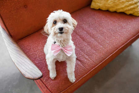 Portrait of cute dog sitting on living room sofaの写真素材