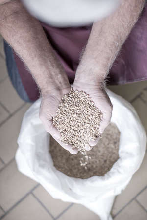 Brewer's hands filled with grain, elevated view