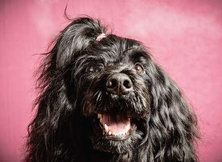 Portrait of dog, close-upの写真素材