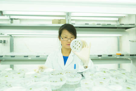 Young female scientist looking at plant sample in petri dish in lab