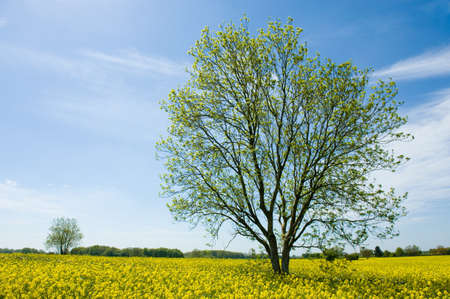 Field of yellow oil seed rape plants in spring