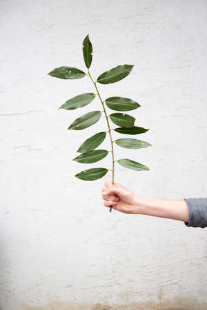 Person holding leafed twigの写真素材