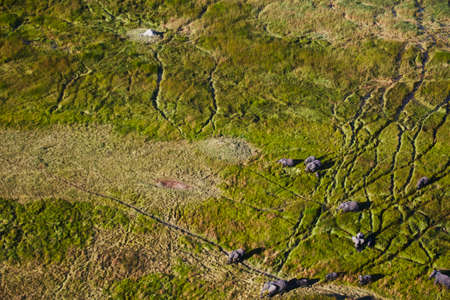 Aerial view of elephants, Maun, Okavango Delta, Botswana, Africaの写真素材