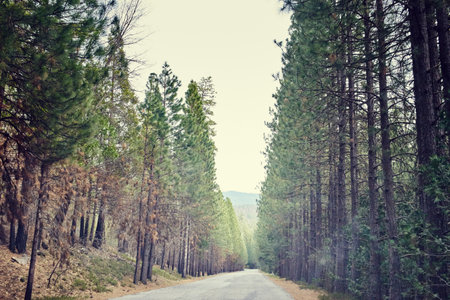 Tree lined road, Yosemite National Park, California, USAの写真素材