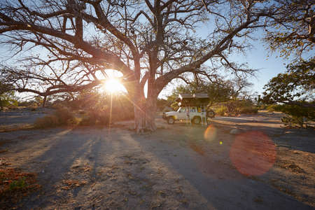 Off road vehicle parked by large tree, sunset, Gweta, makgadikgadi, Botswanaの写真素材
