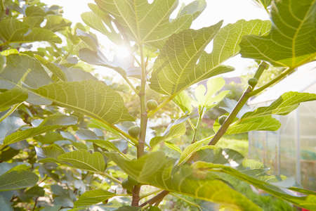 Backlit close up of fig tree in garden