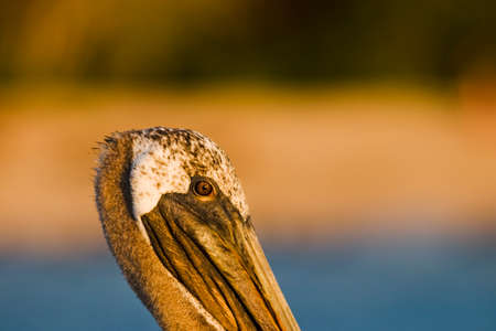 Pelicanの写真素材