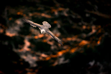 Fulmar