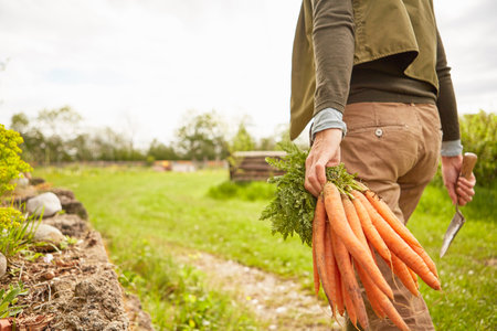 Mature woman outdoors, gardening, holding trowel and bunch of carrots, rear view, mid sectionの写真素材