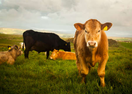 Cows in field, Giants Causeway, Bushmills, County Antrim, Northern Ireland, elevated view