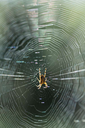 Close up of spider in centre of sunlit spiders webの写真素材