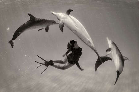 Woman free diving with Atlantic spotted dolphinsの写真素材