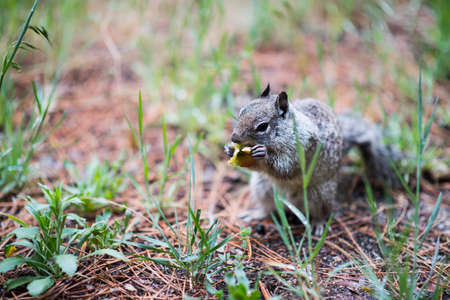 Ground squirrel, Yosemite National Park, California, USAの写真素材