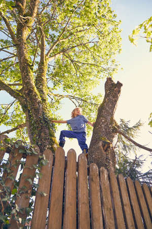 Young boy climbing tree, low angle viewの写真素材