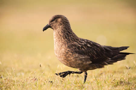 Great skua, Bonxie, (stercorarius skua) side view on grass, Fair Isle, Shetland, United Kingdomの写真素材