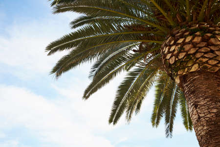 Low angle view of palm tree and blue skyの写真素材