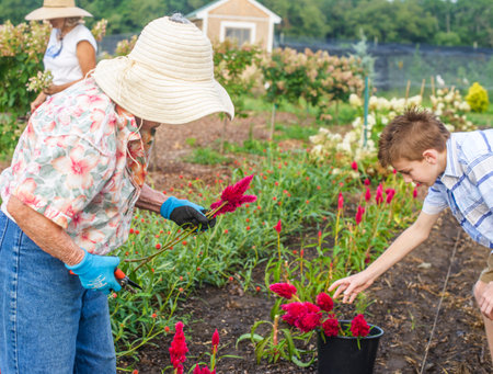 Senior woman and grandson harvesting flowers on farmの写真素材