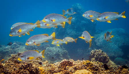 Shoal of Oriental Sweetlips (Plectorhinchus vittatus) above a coral reef, Lombok, Indonesiaの写真素材