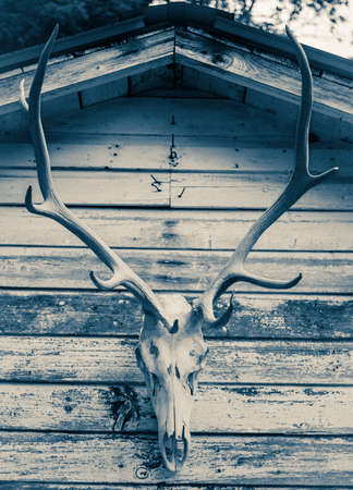 Buck skull hanging on exterior of wooden buildingの写真素材