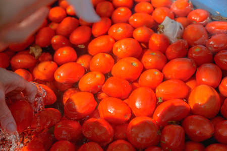 Hand picking tomato out of water