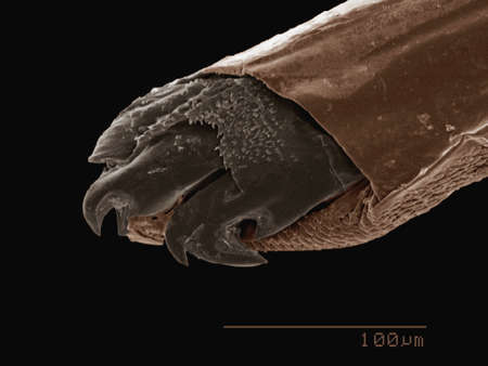 Coloured SEM of mouthparts of wood tick