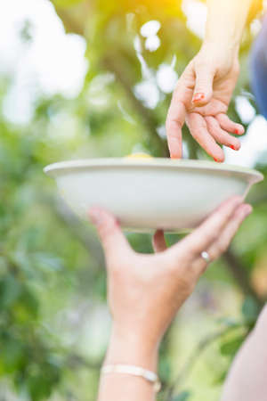 Close up of mature woman hands placing picked plum into mothers bowl in orchardの写真素材